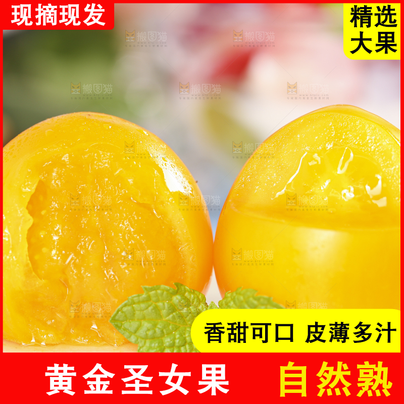 白底上摆放着山东黄金小番茄