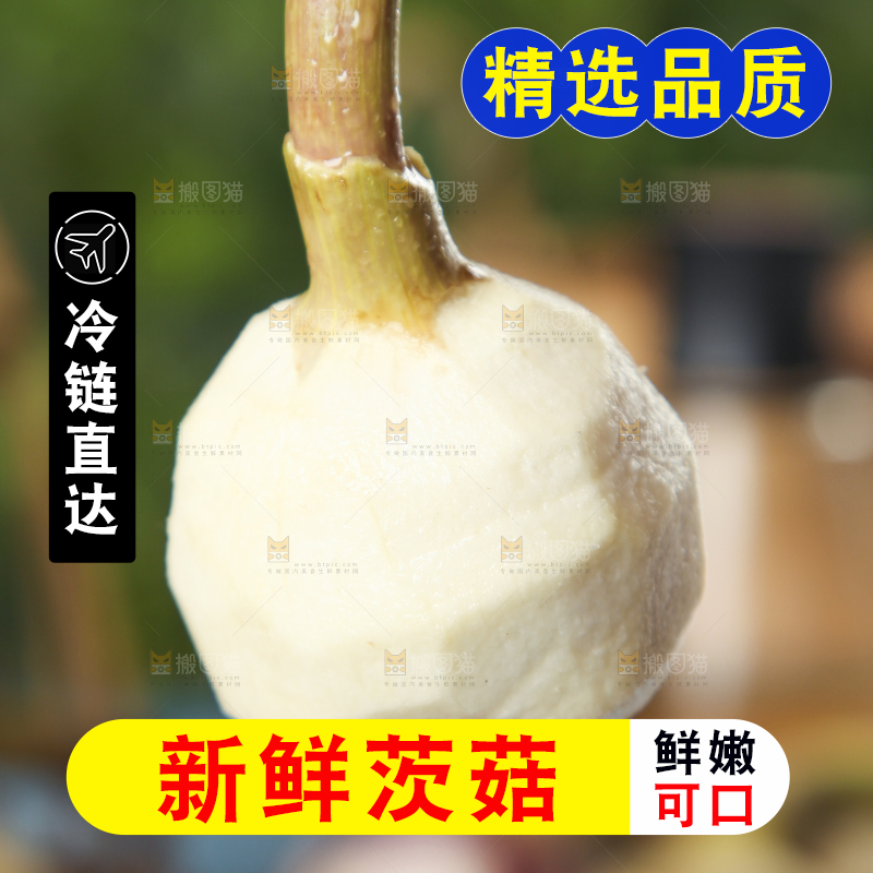 手里拿着白慈菇