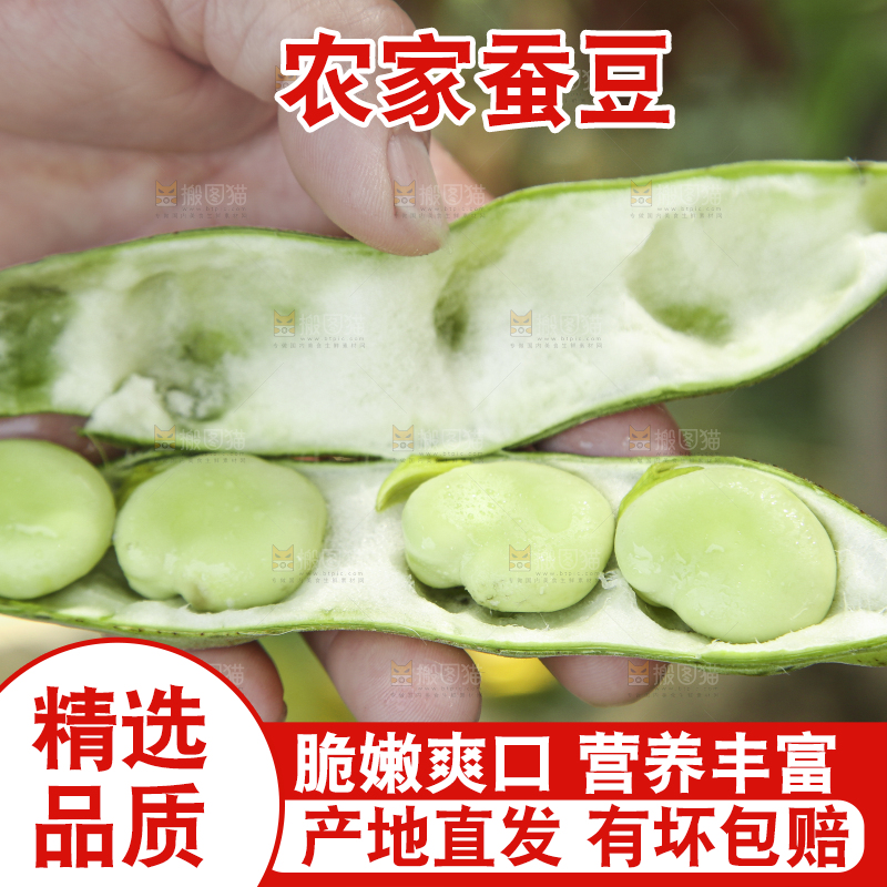 手里拿着新鲜蚕豆