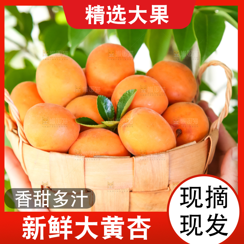 手里拿着一篮金太阳大黄杏