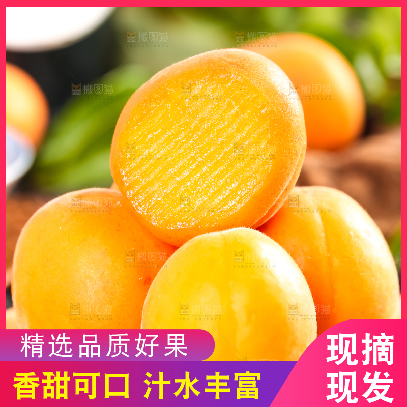 木底上摆放着山东大黄杏