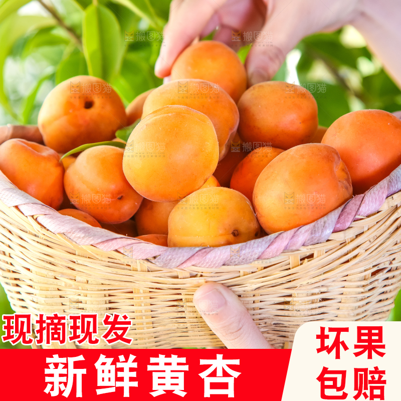 手里拿着一篮大黄杏