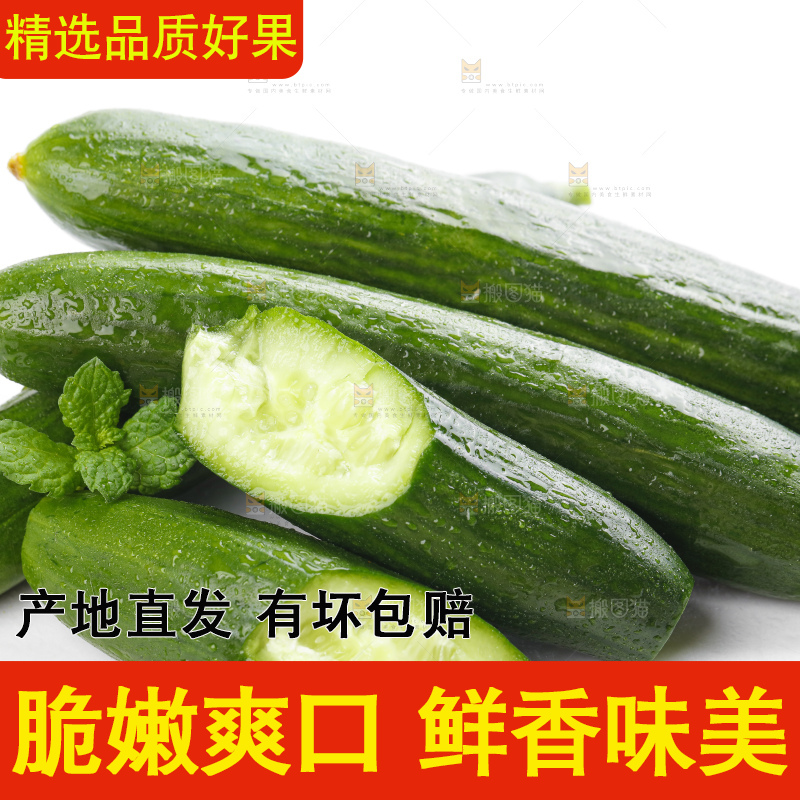 白底上摆放着山东水果黄瓜