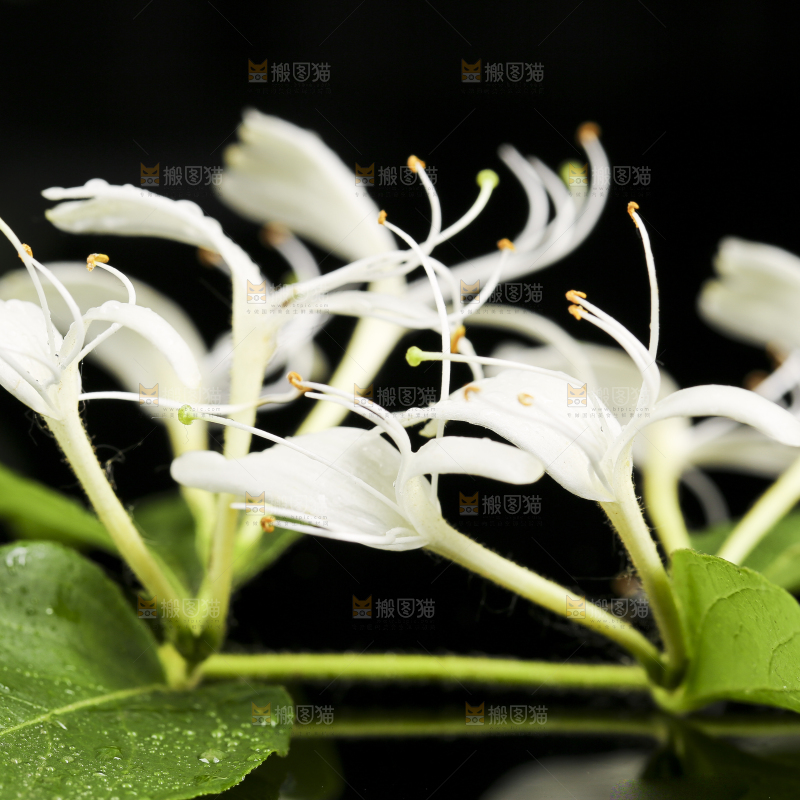 黑底上放着清凉金银花茶
