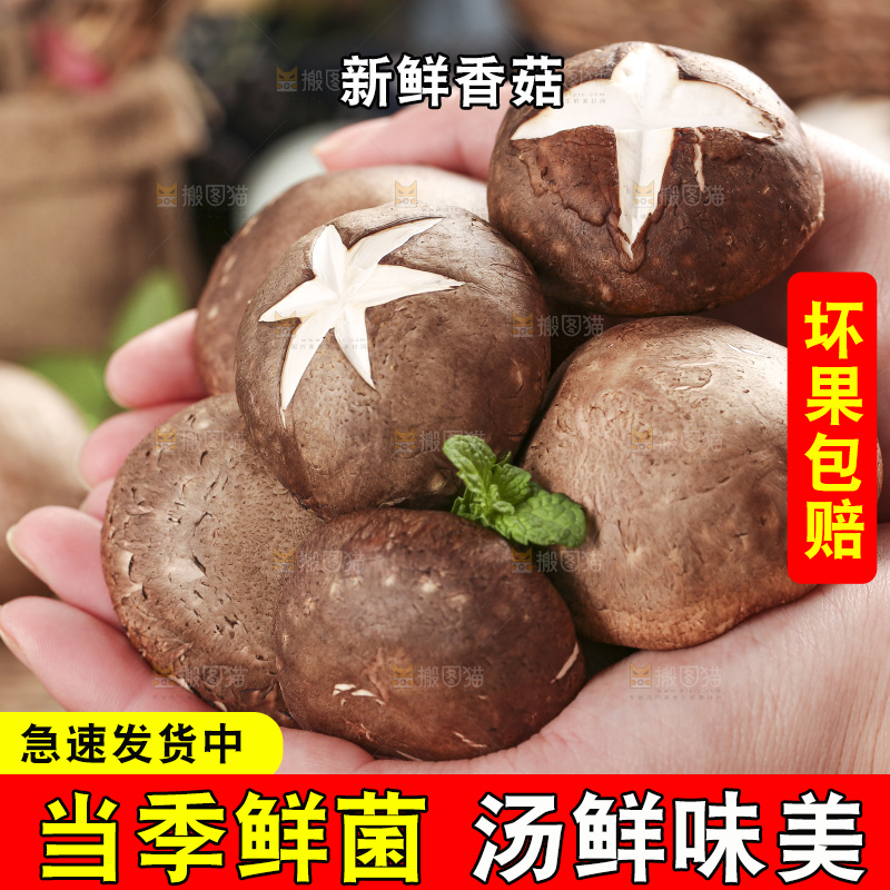手里拿着菌菇
