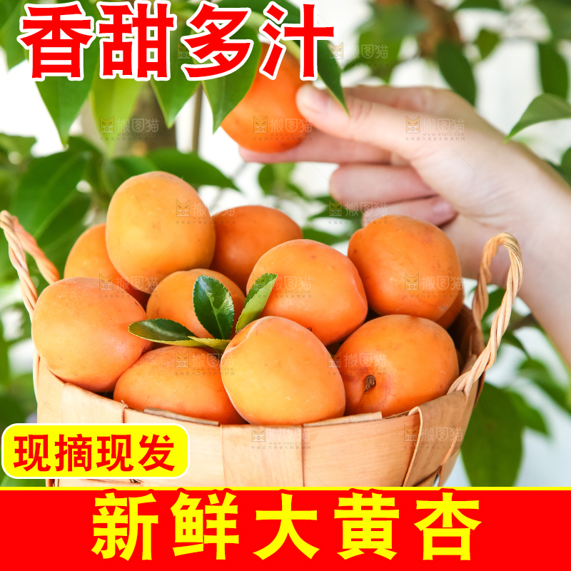 手里拿着一篮金太阳大黄杏
