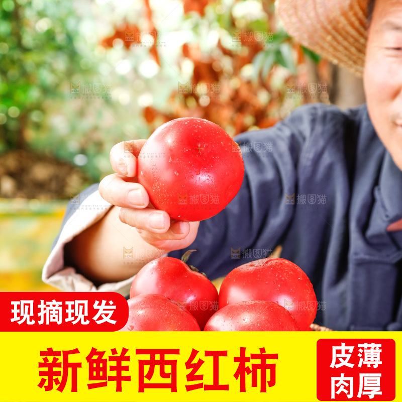 农民手里端着一篮子番茄