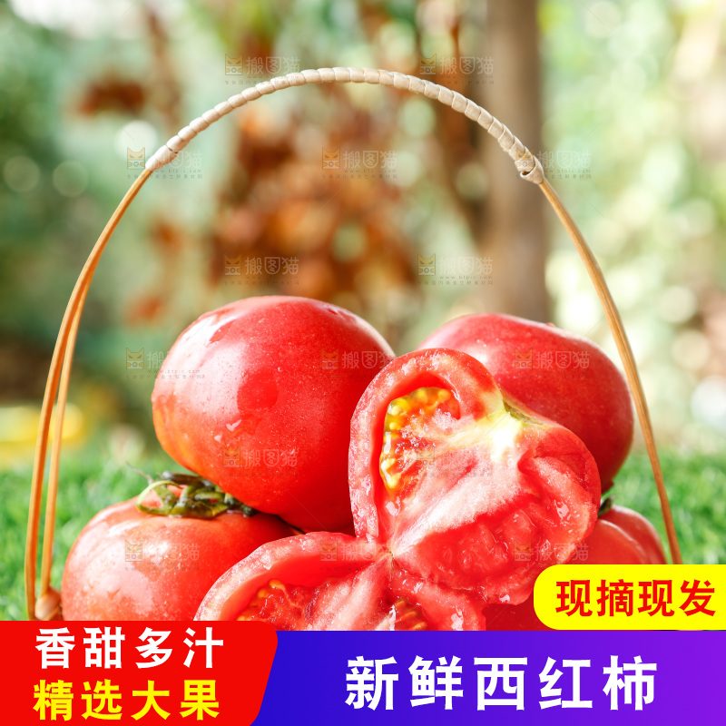 草地上的一堆新鲜西红柿