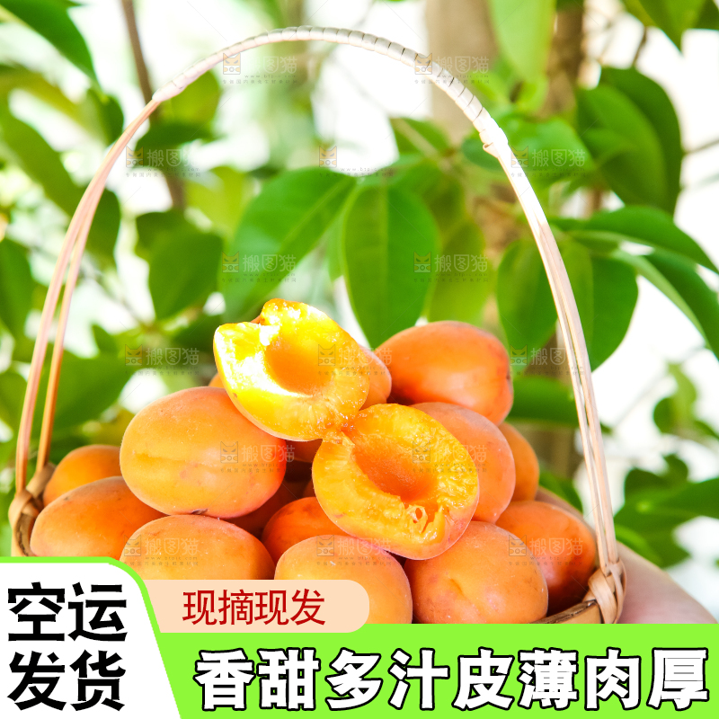 手里提着一篮烟台杏子