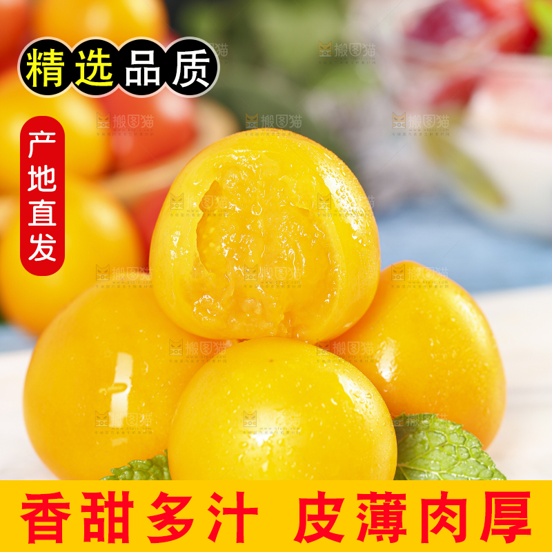 白底上摆放着山东黄金小番茄