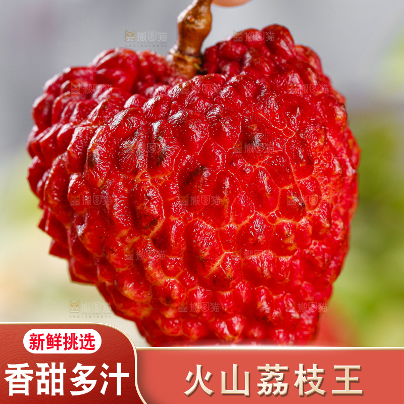 浅底上的火山荔枝王
