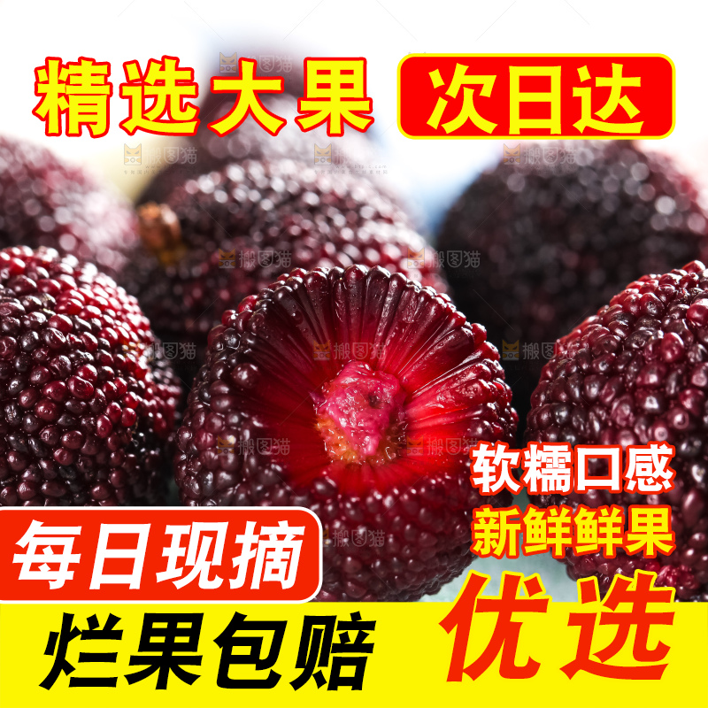 浅底上摆放着高山大杨梅