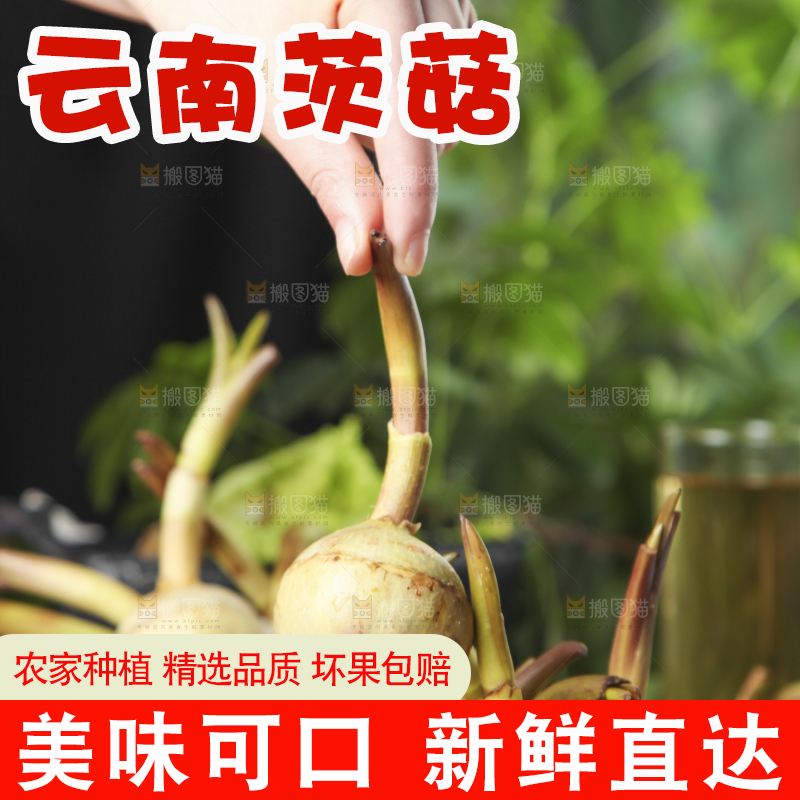 手里拿着新鲜茨菇