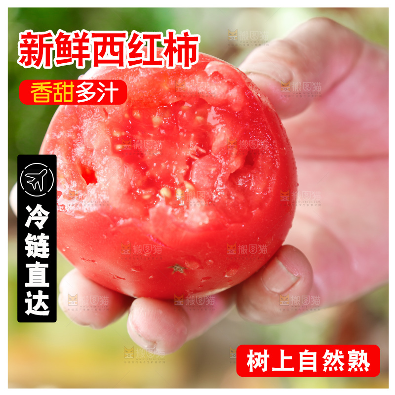 农民手里拿着普罗旺斯西红柿