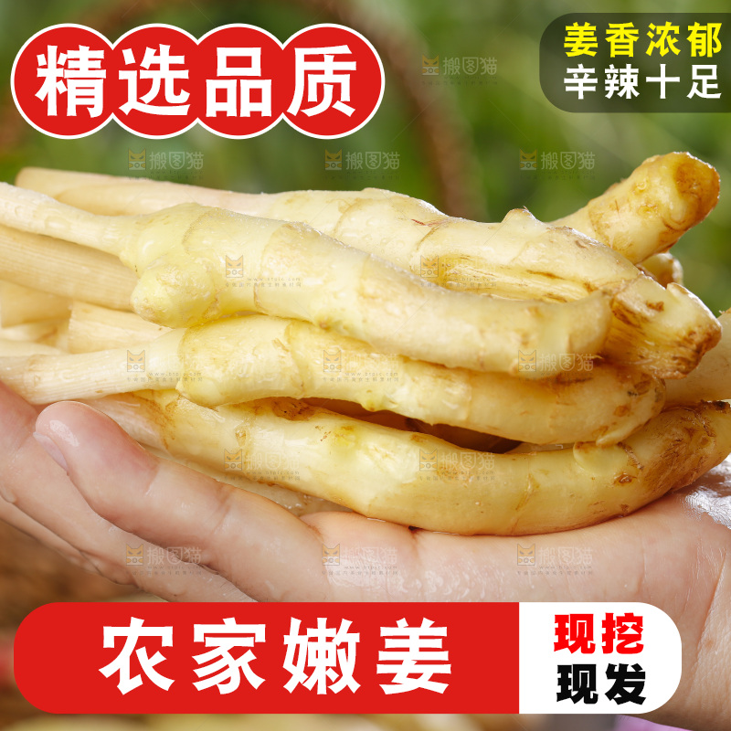 手里拿着四川生姜