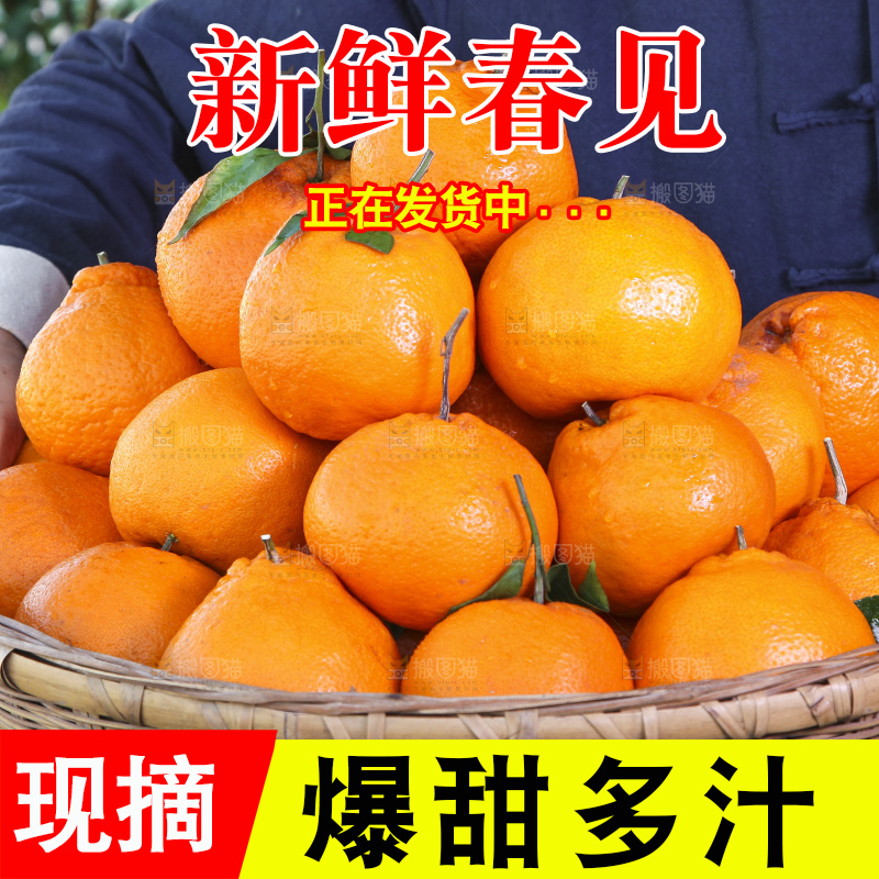 草地上放着一筐春见耙耙柑
