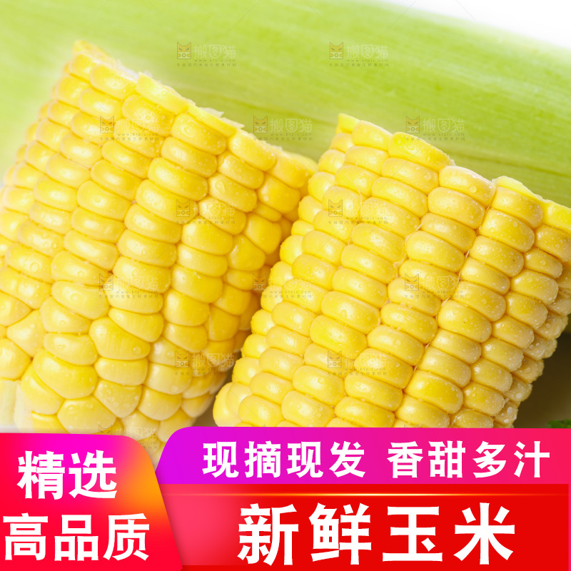 白底上放着新鲜玉米