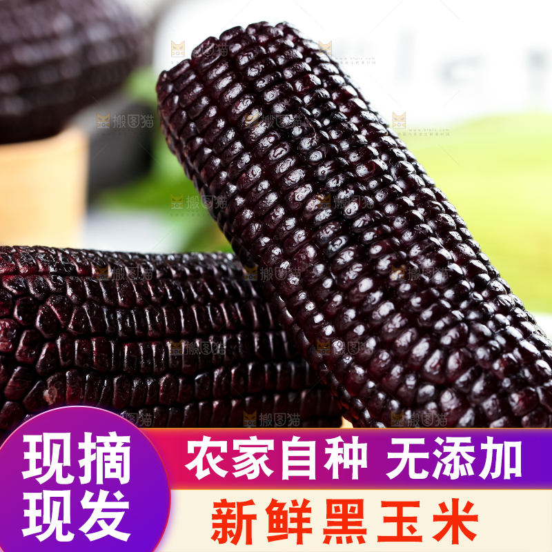 木底上放着山西黑玉米