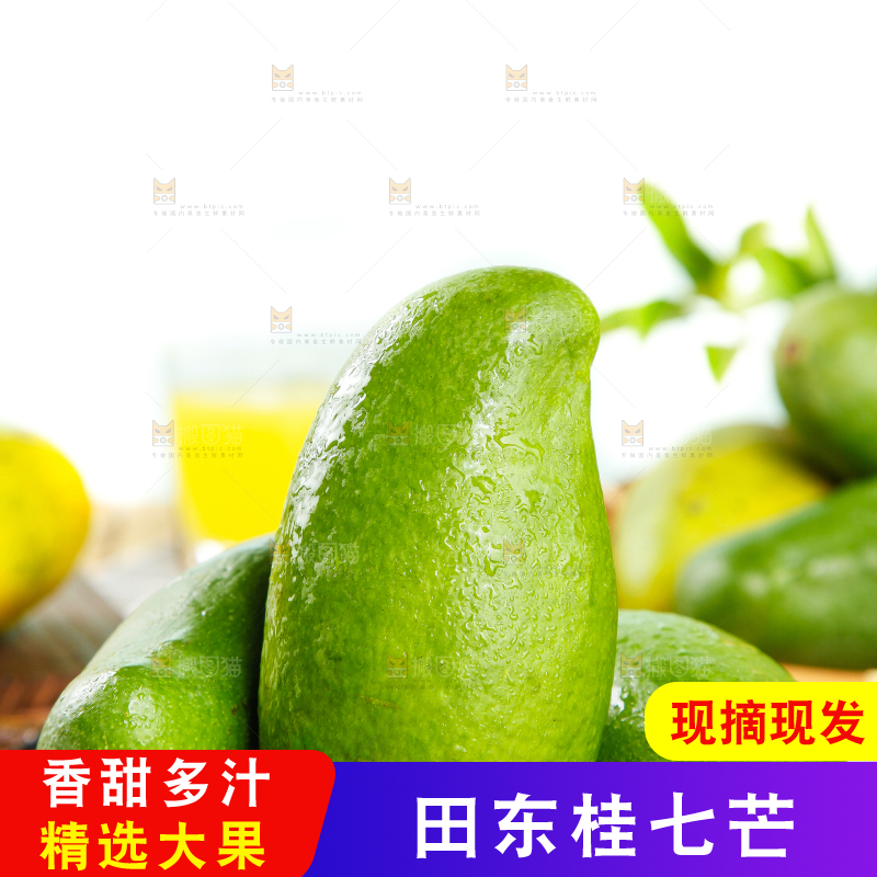 竹底上的青皮桂七芒