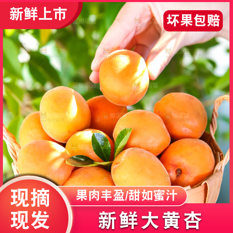 手里拿着一篮金太阳大黄杏