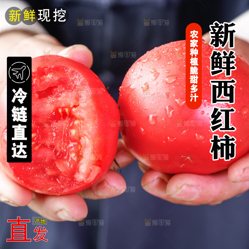 农民手里拿着普罗旺斯西红柿