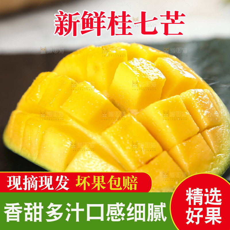 石板上的青皮桂七芒