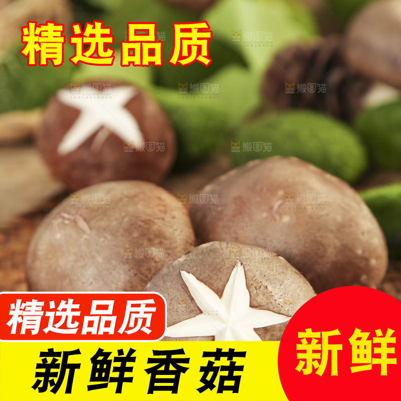 木底上摆放着新鲜香菇