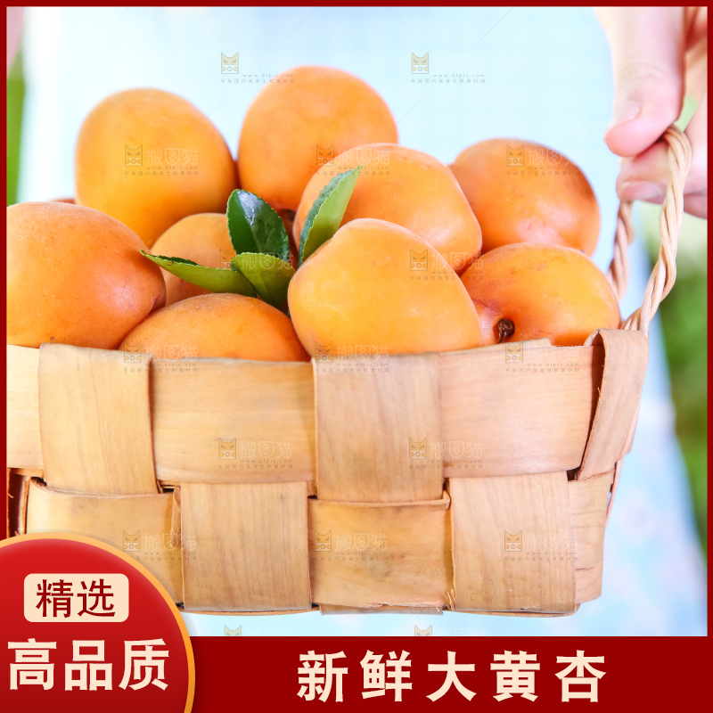 手里拿着一篮金太阳大黄杏