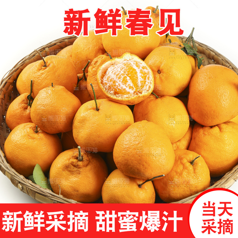 白底上放着一堆春见耙耙柑
