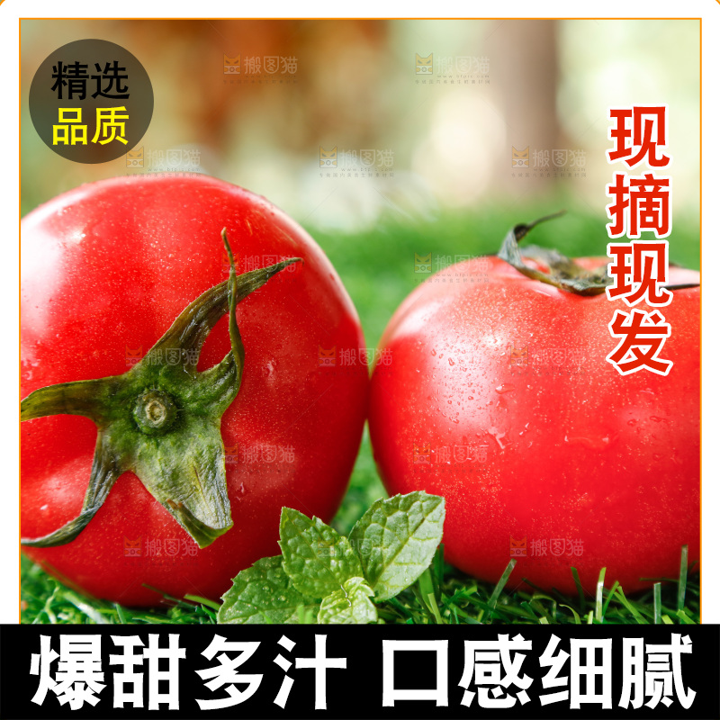 草地上的一堆新鲜西红柿