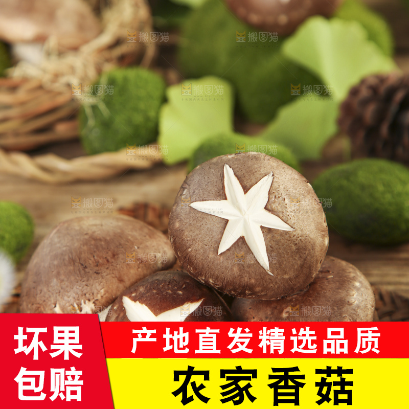 木底上摆放着新鲜香菇