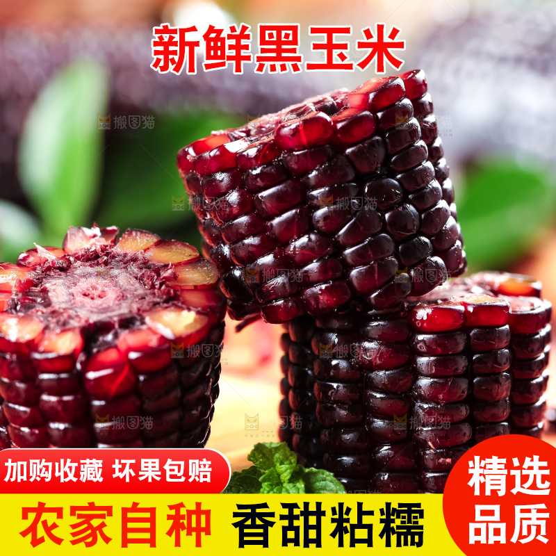 木底上摆放着东北黑玉米