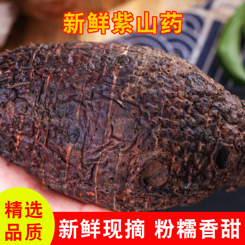 手里拿着大芋头