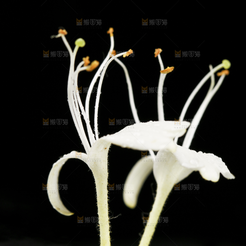 黑底上放着金银花