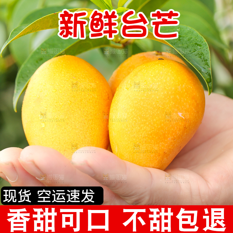 手里拿着小台农芒