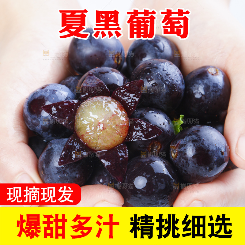 手里拿着黑加仑葡萄