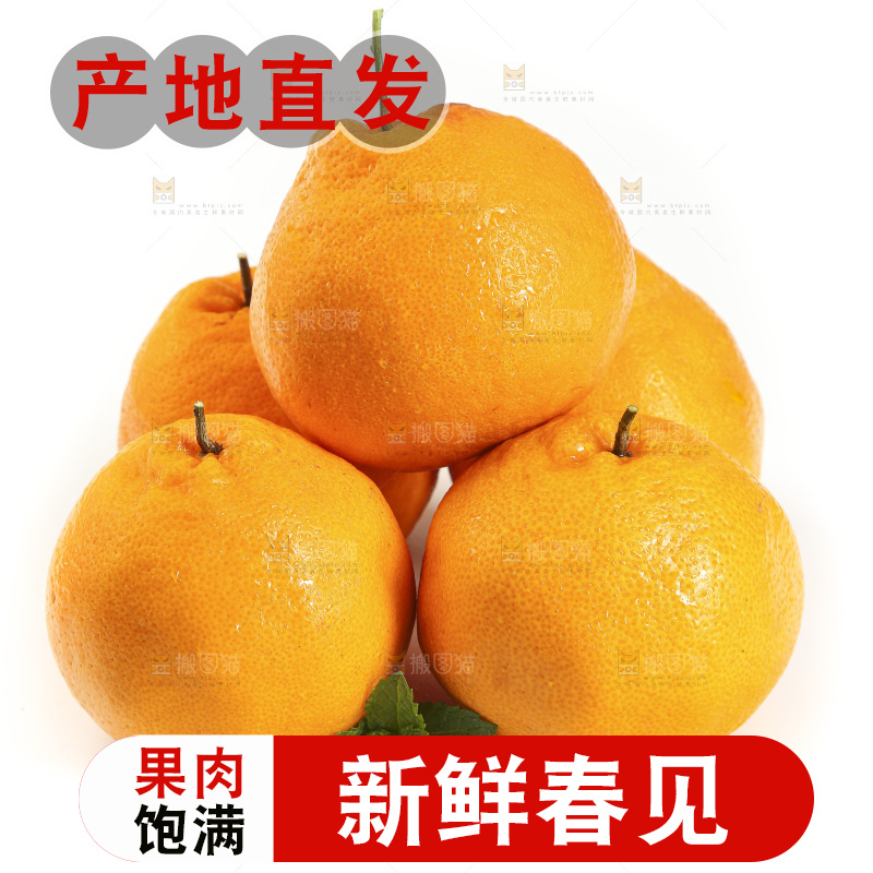 白底上放着一堆春见耙耙柑