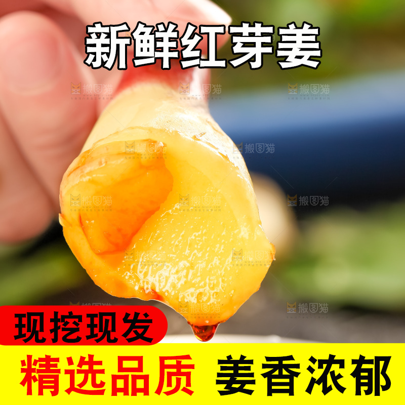 手里拿着新鲜生姜