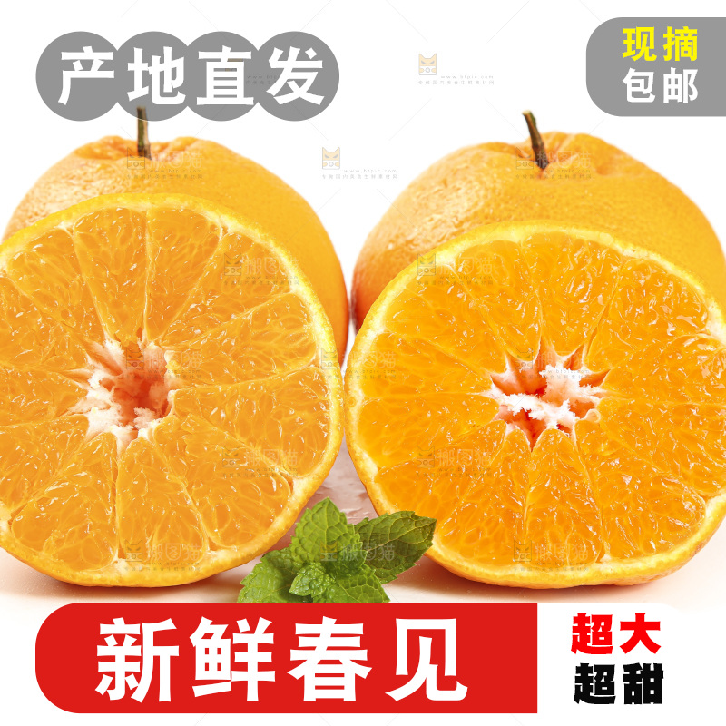 白底上放着一堆春见耙耙柑