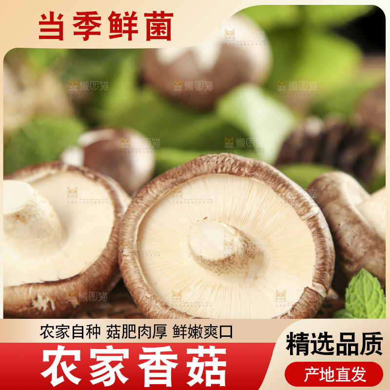 木底上摆放着新鲜香菇