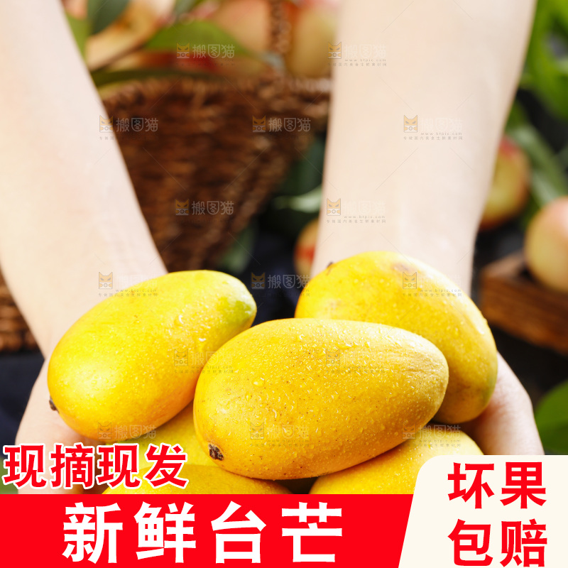 手里拿着小台农芒