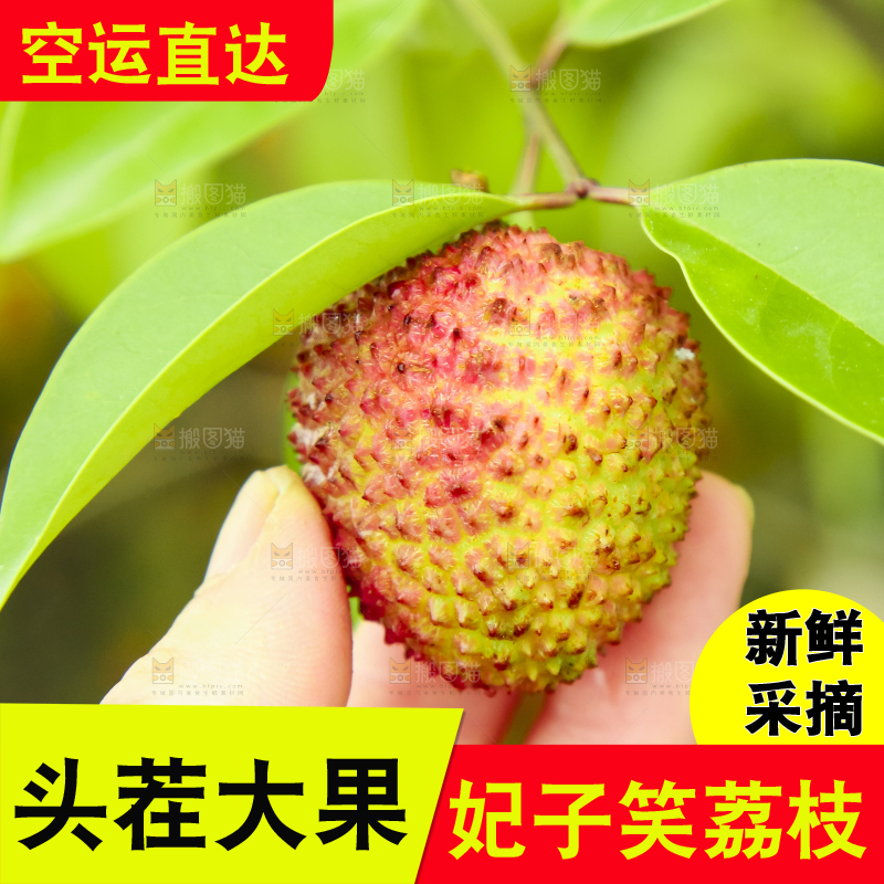 手里拿着妃子笑荔枝