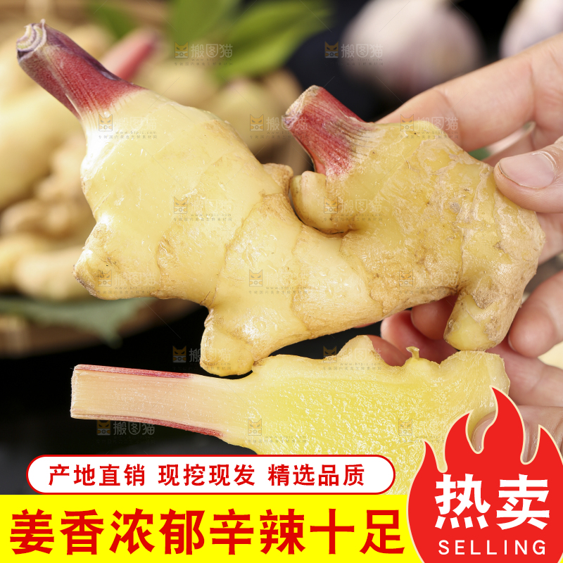 手里拿着红芽姜