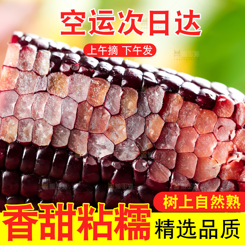 木底上摆放着黑玉米