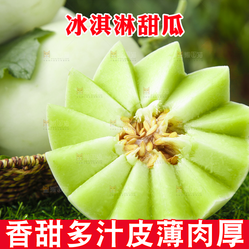 绿草地上摆放着山东玉菇甜瓜