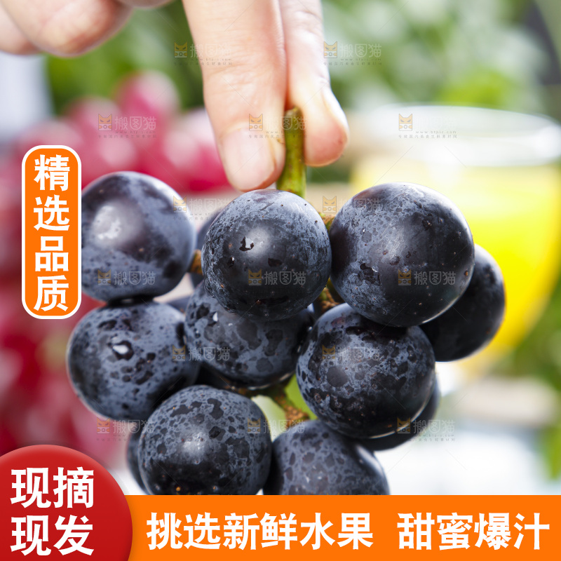手里拿着黑加仑葡萄