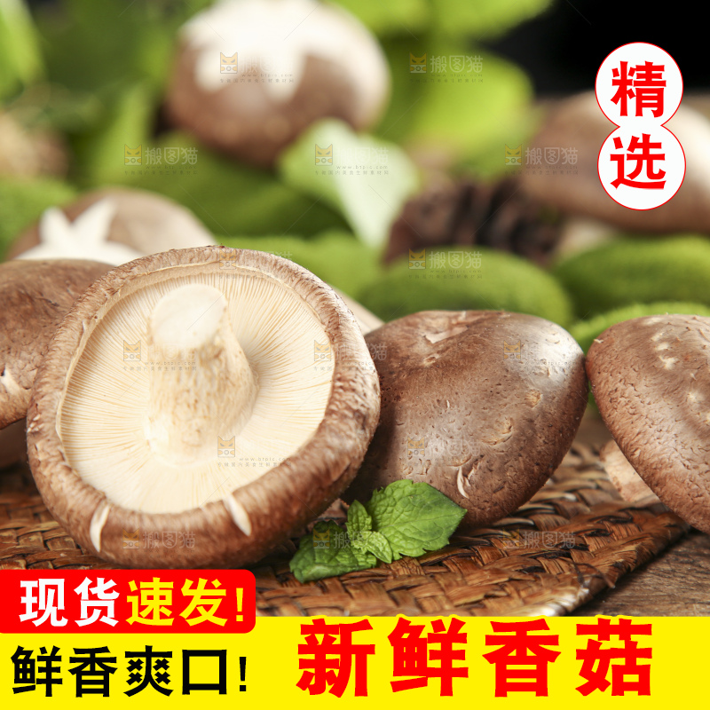 木底上摆放着新鲜香菇
