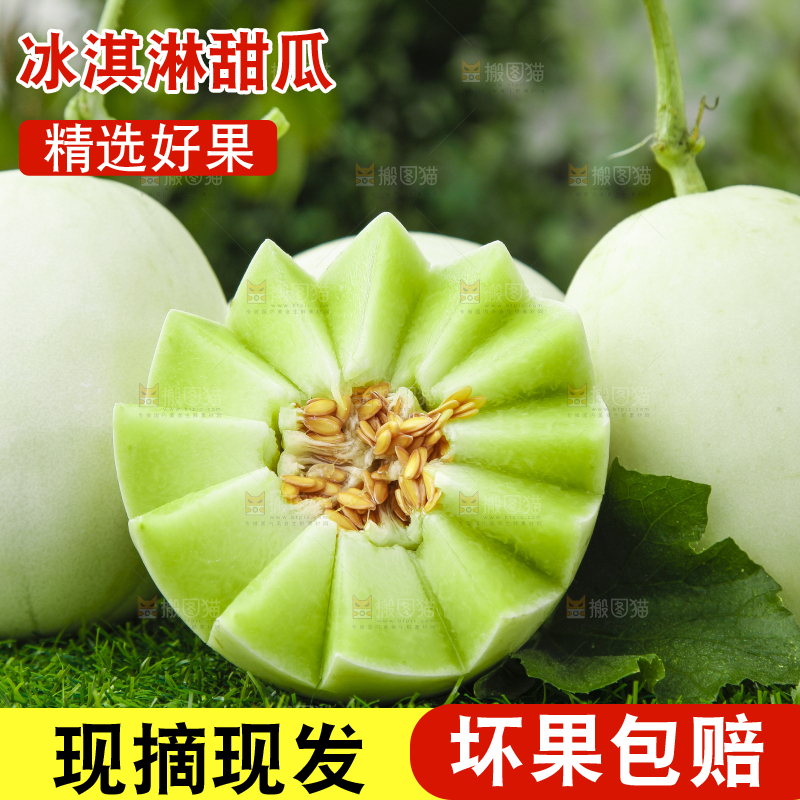 绿草地上摆放着玉菇甜瓜