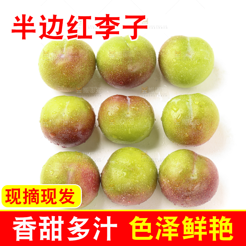 白底上的四川茵红脱骨李