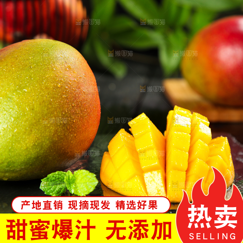 黑石板上的四川吉禄芒
